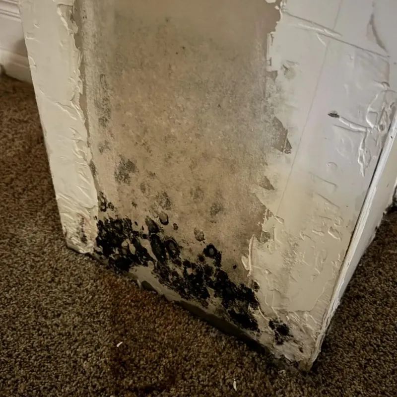 Professional Mold Removal in Mansfield, TX